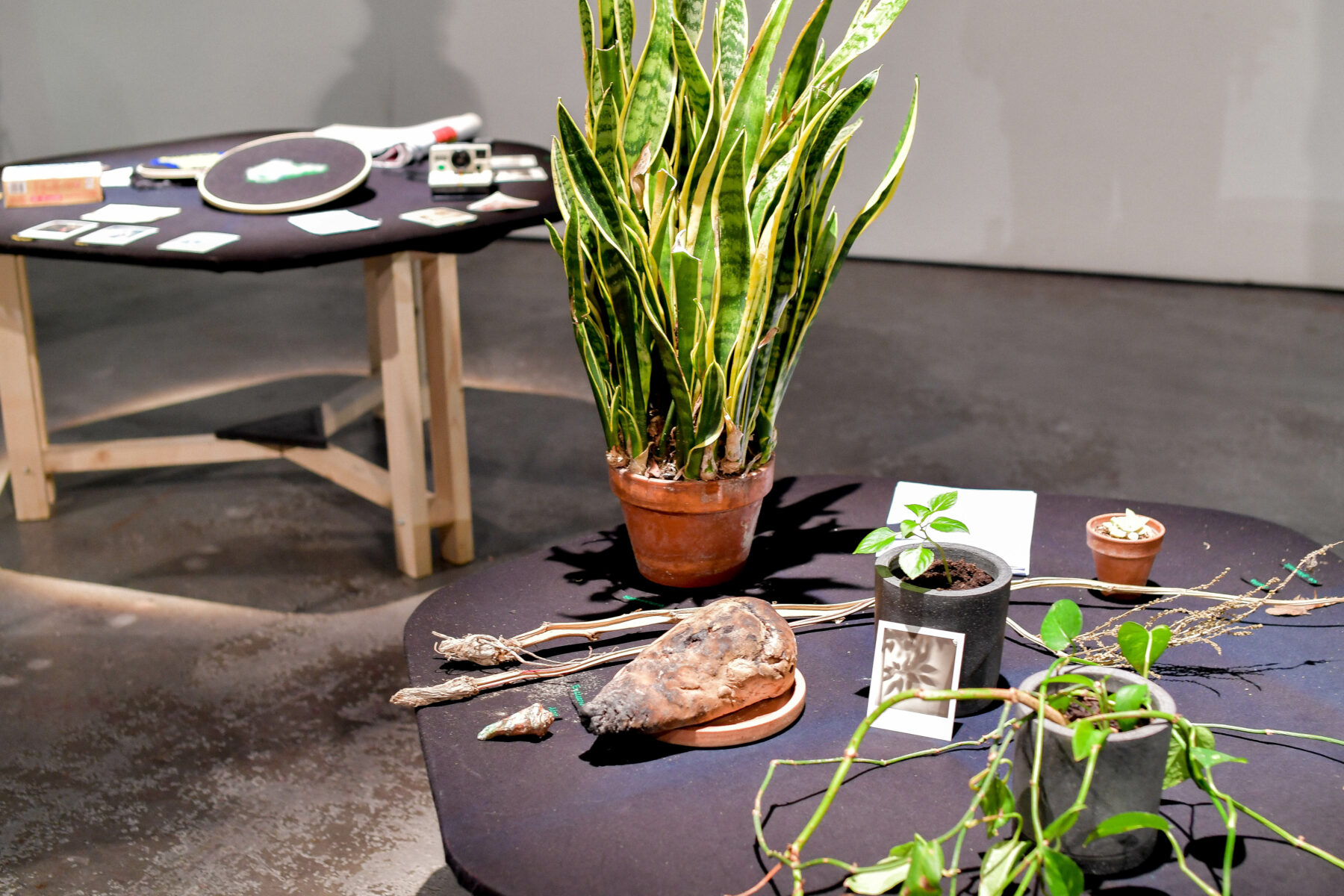 Anouk Daguin - Useful Fictions