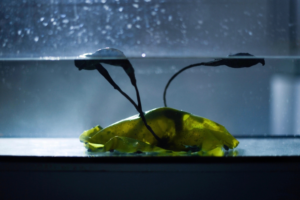 Useful Fictions • 3 : Symbiose(s)  Paris | 26.06-2.07.2023 - Useful Fictions