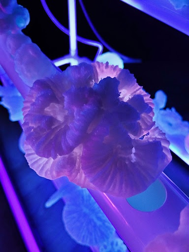 Julie Everaert - Useful Fictions