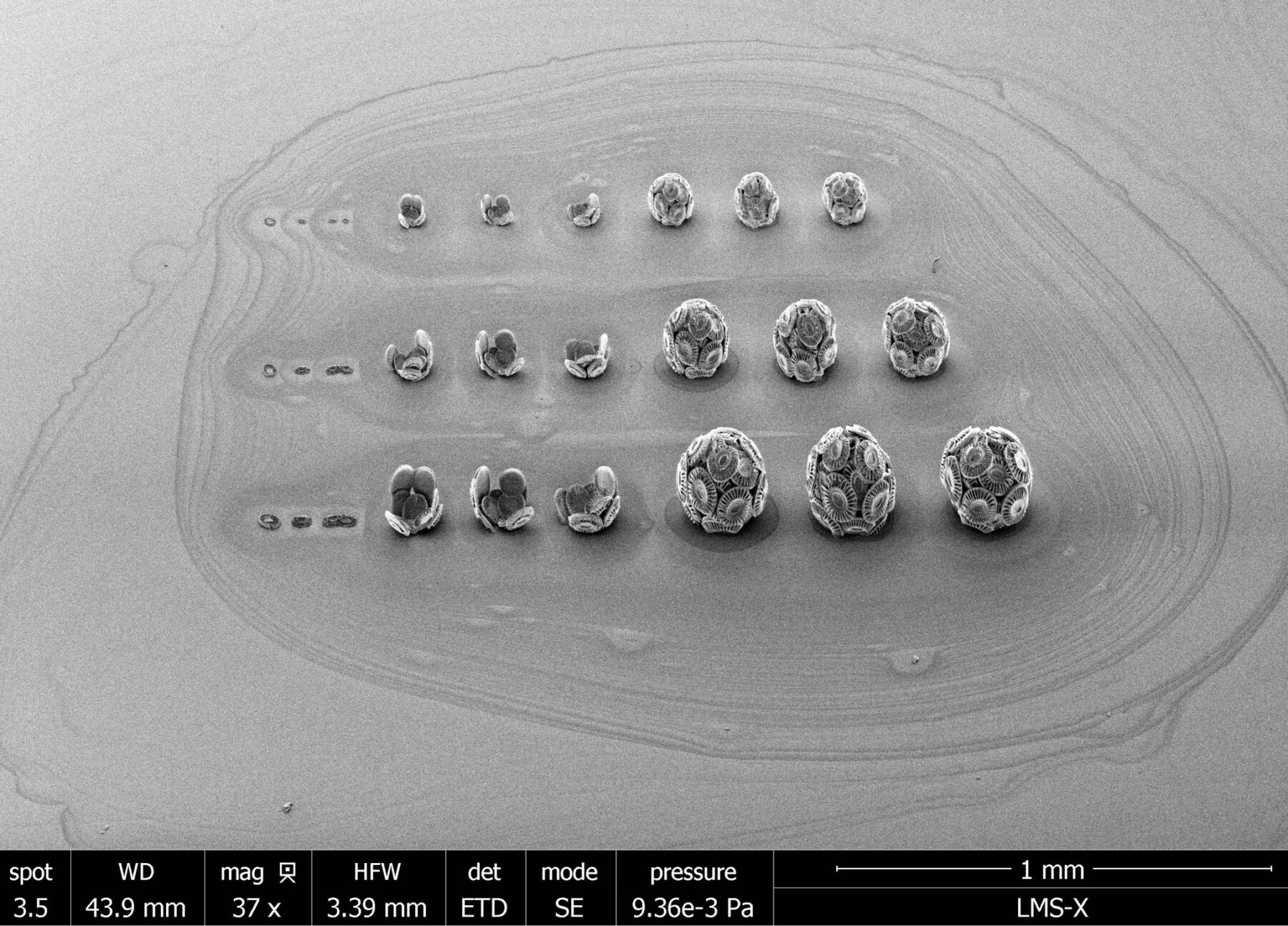 Coccolithus - Useful Fictions