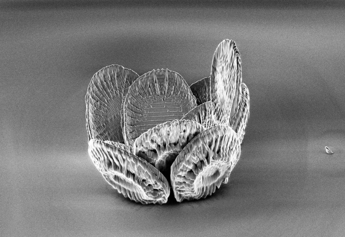 Coccolithus - Useful Fictions