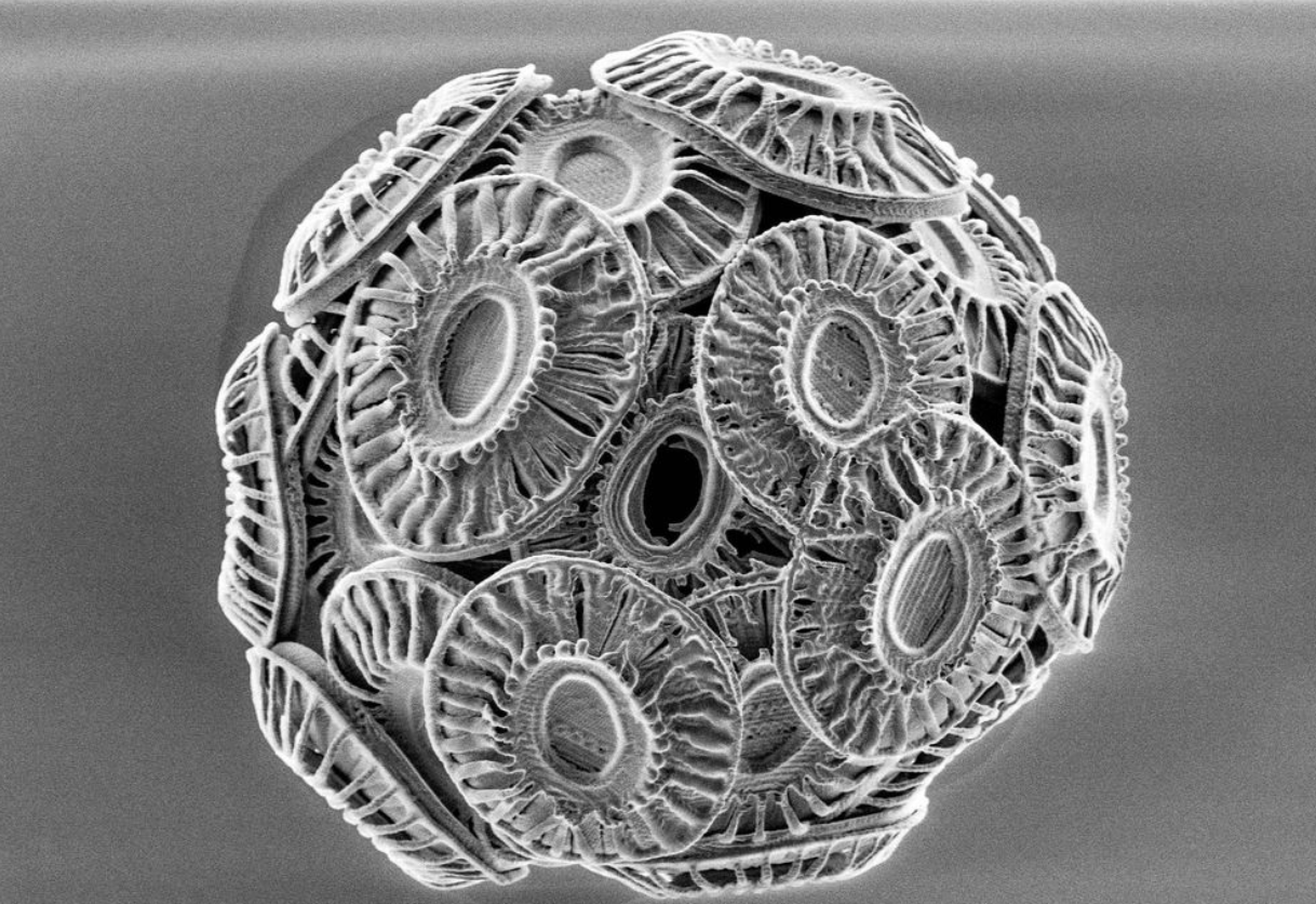 Coccolithus - Useful Fictions