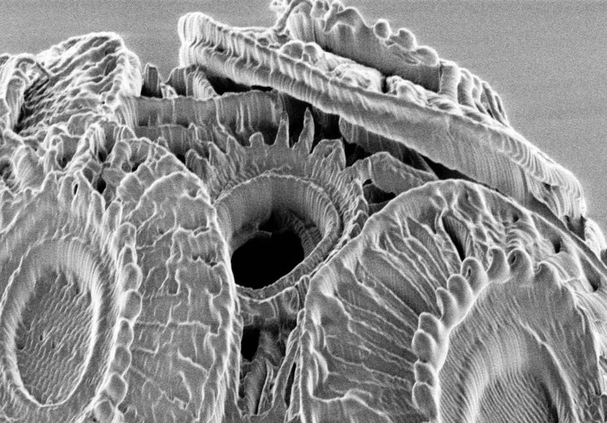 Coccolithus - Useful Fictions