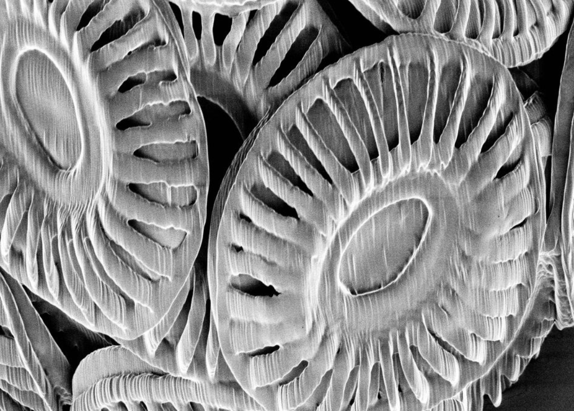 Coccolithus - Useful Fictions