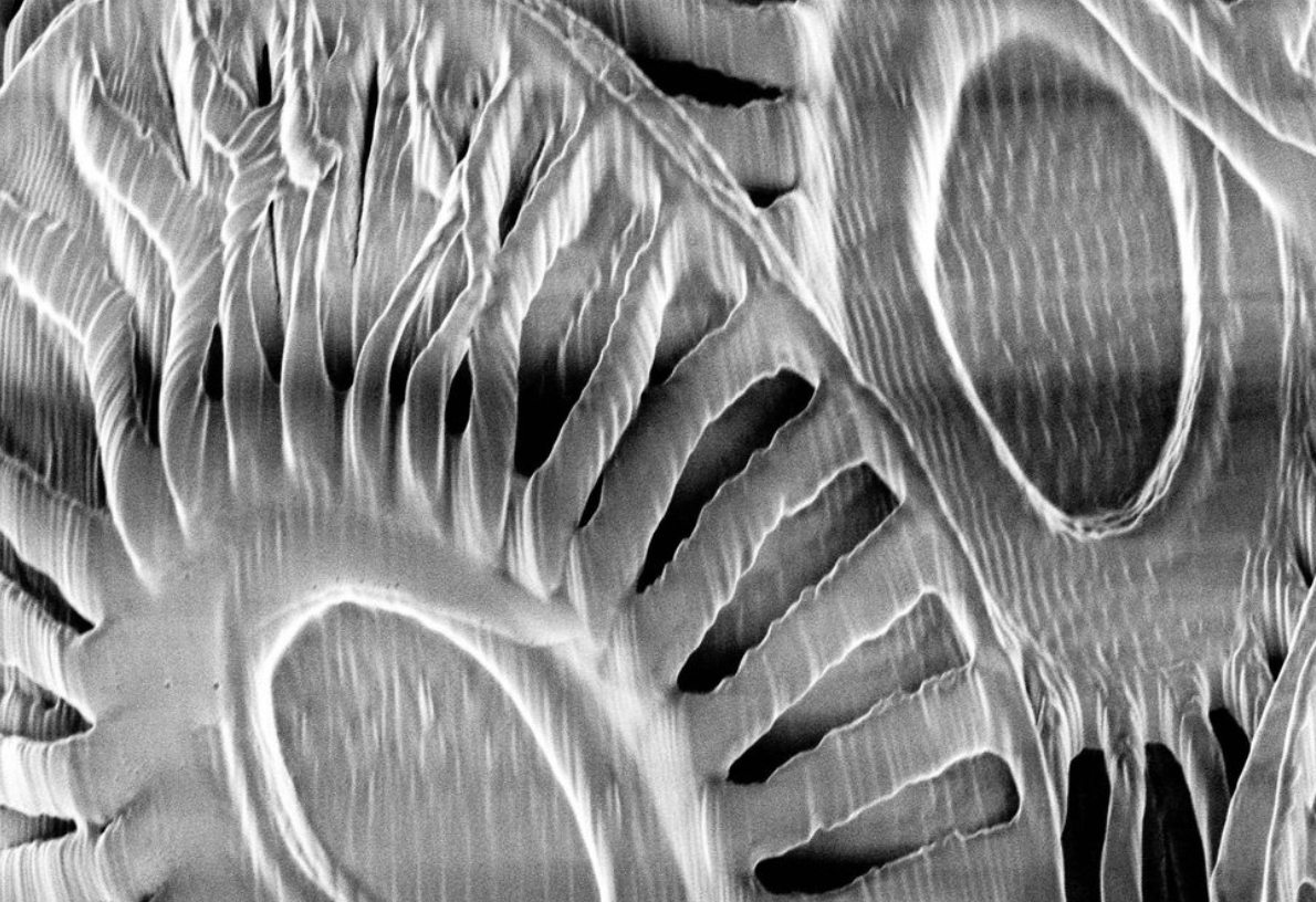 Coccolithus - Useful Fictions