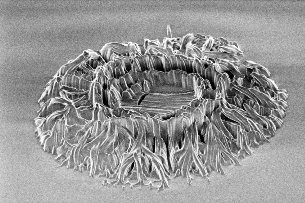 Coccolithus - Useful Fictions