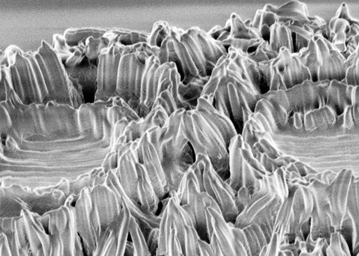 Coccolithus - Useful Fictions