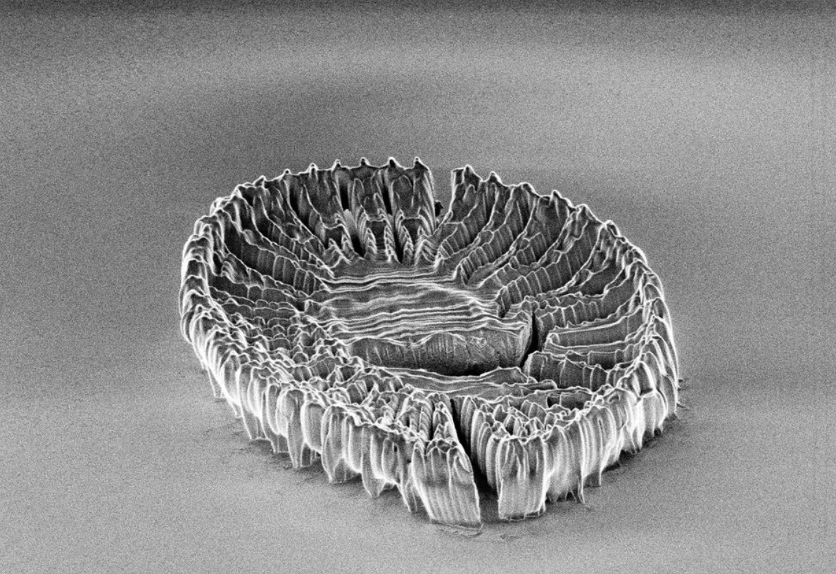 Coccolithus - Useful Fictions