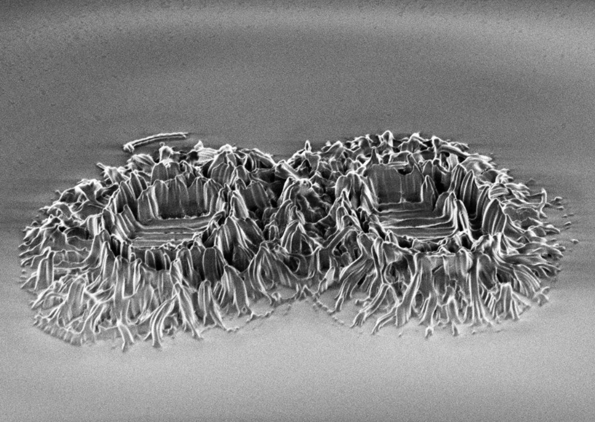 Coccolithus - Useful Fictions