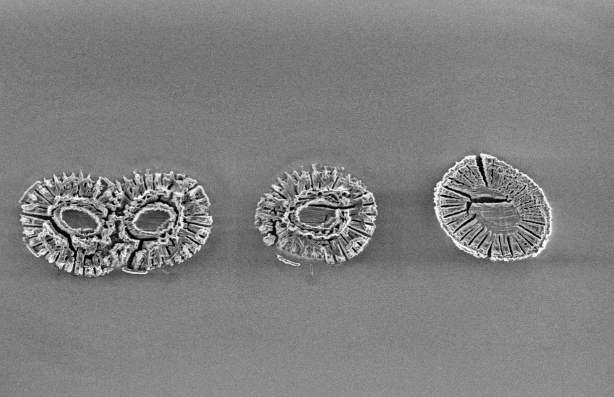 Coccolithus - Useful Fictions