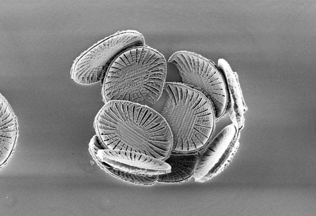 Coccolithus - Useful Fictions