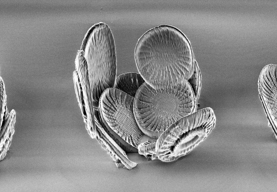 Coccolithus - Useful Fictions