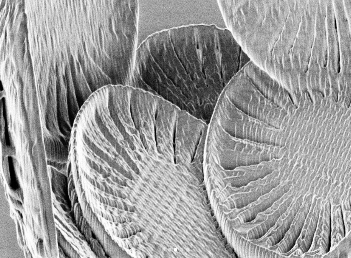 Coccolithus - Useful Fictions