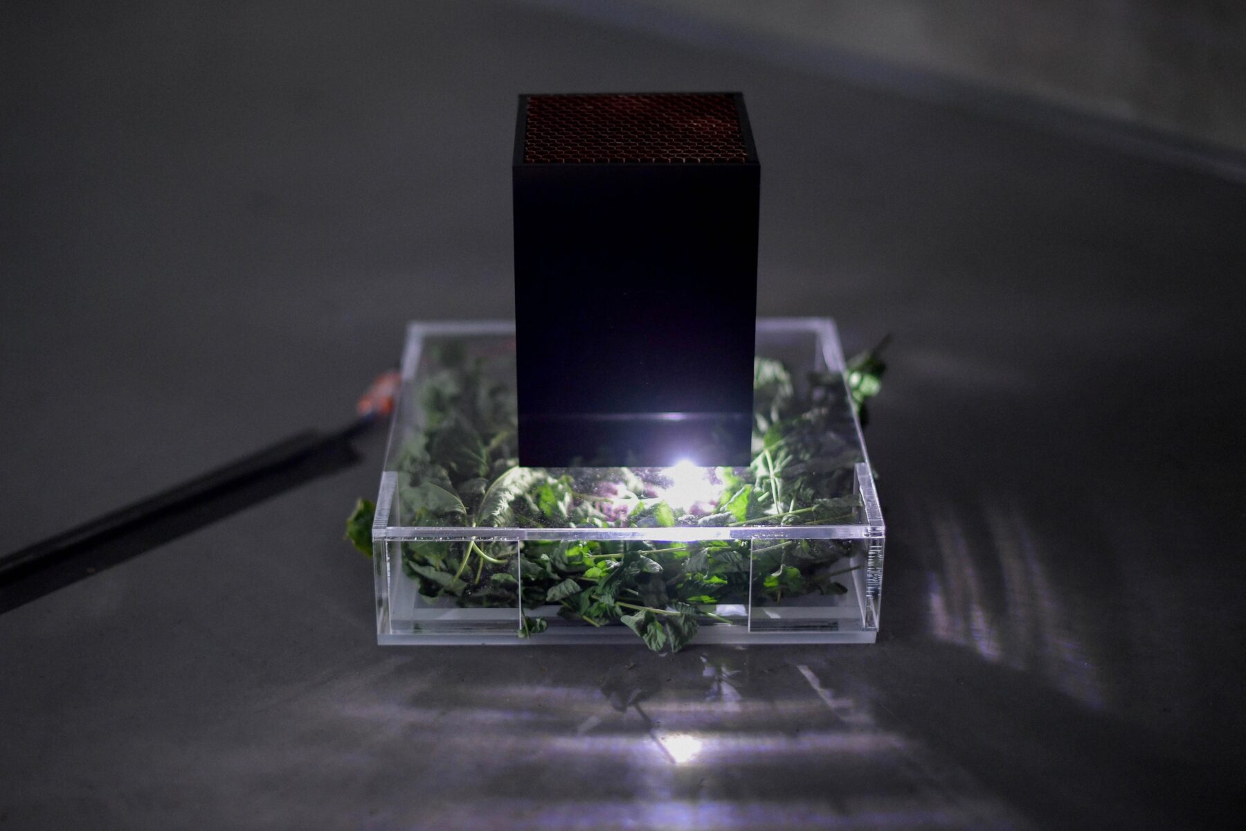 The Compass Rose - Useful Fictions