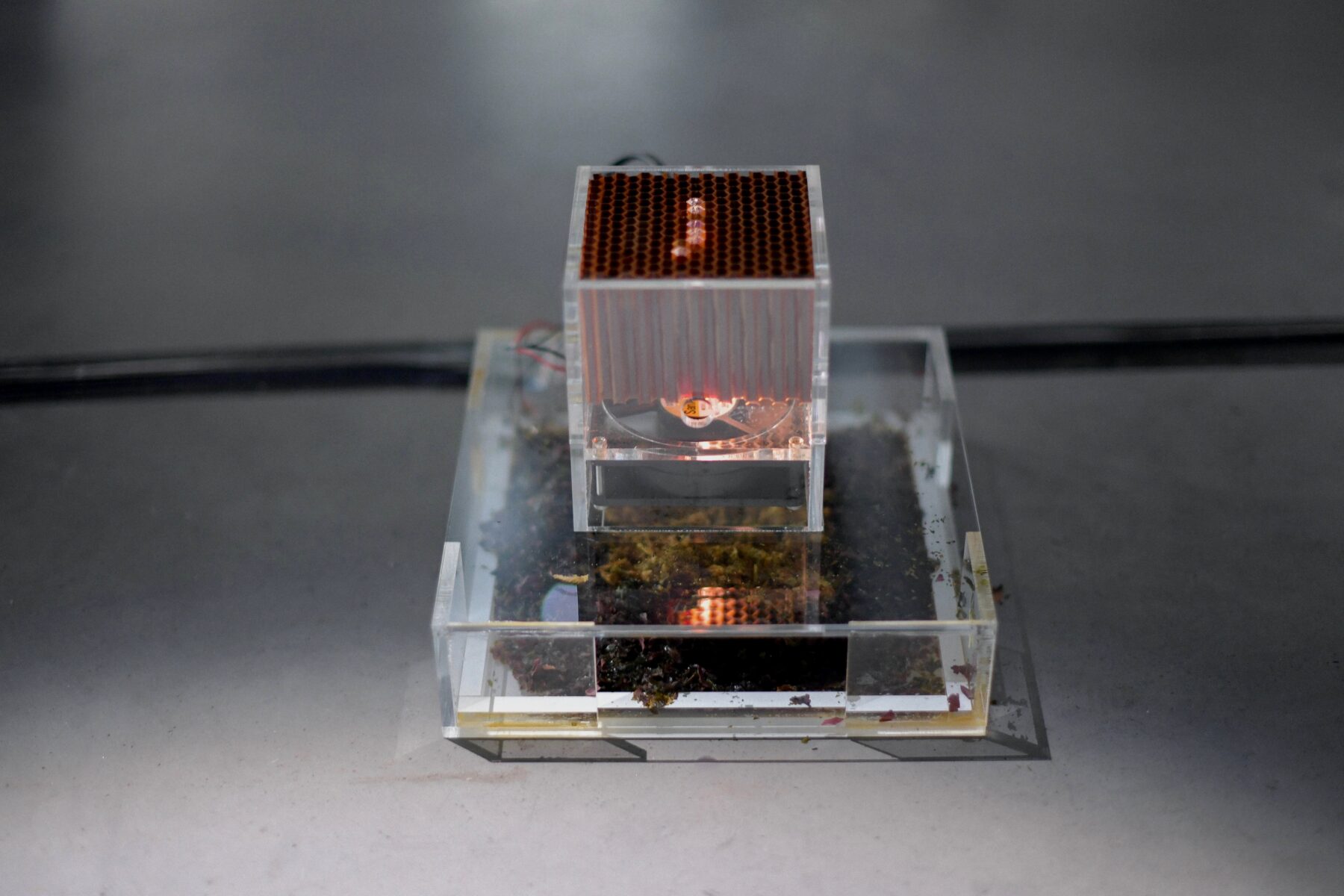 The Compass Rose - Useful Fictions